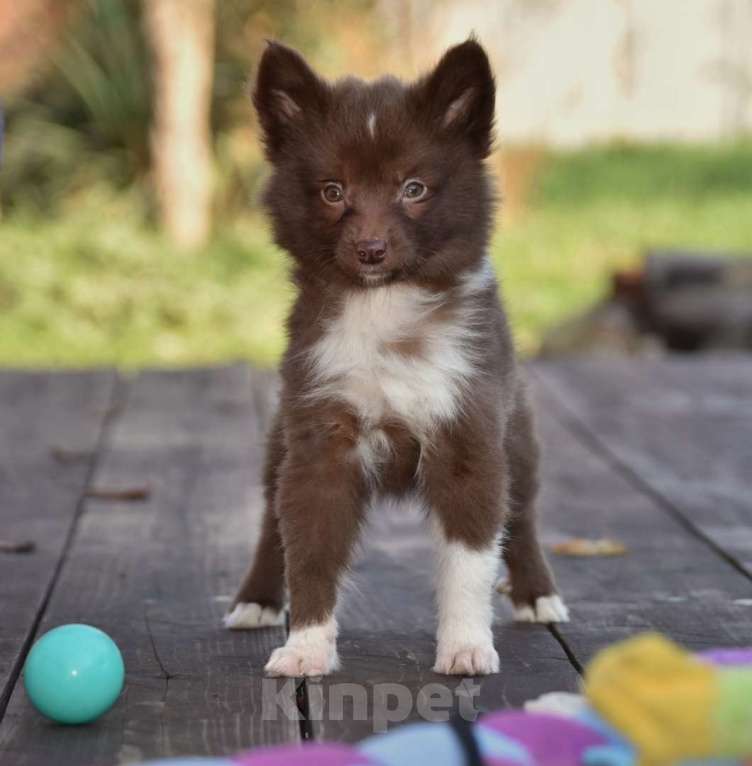 Собаки в Москве: Ненецкая оленегонная лайка, сука Ежевичка. Девочка, 80 000 руб. - фото 5