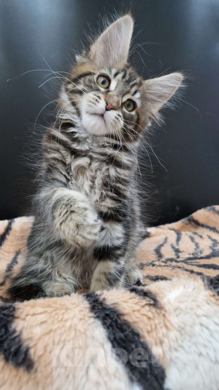 Кошки в Ижевске: Котята мейн-кун Мальчик, 65 000 руб. - фото 4