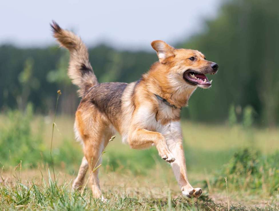 Собаки в Раменском: Тайгер Ищет дом Мальчик, Бесплатно - фото 6