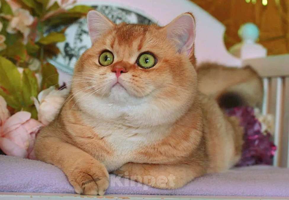 Кошки в Москве: Шотландская прямоухий котик Мальчик, 25 000 руб. - фото 3