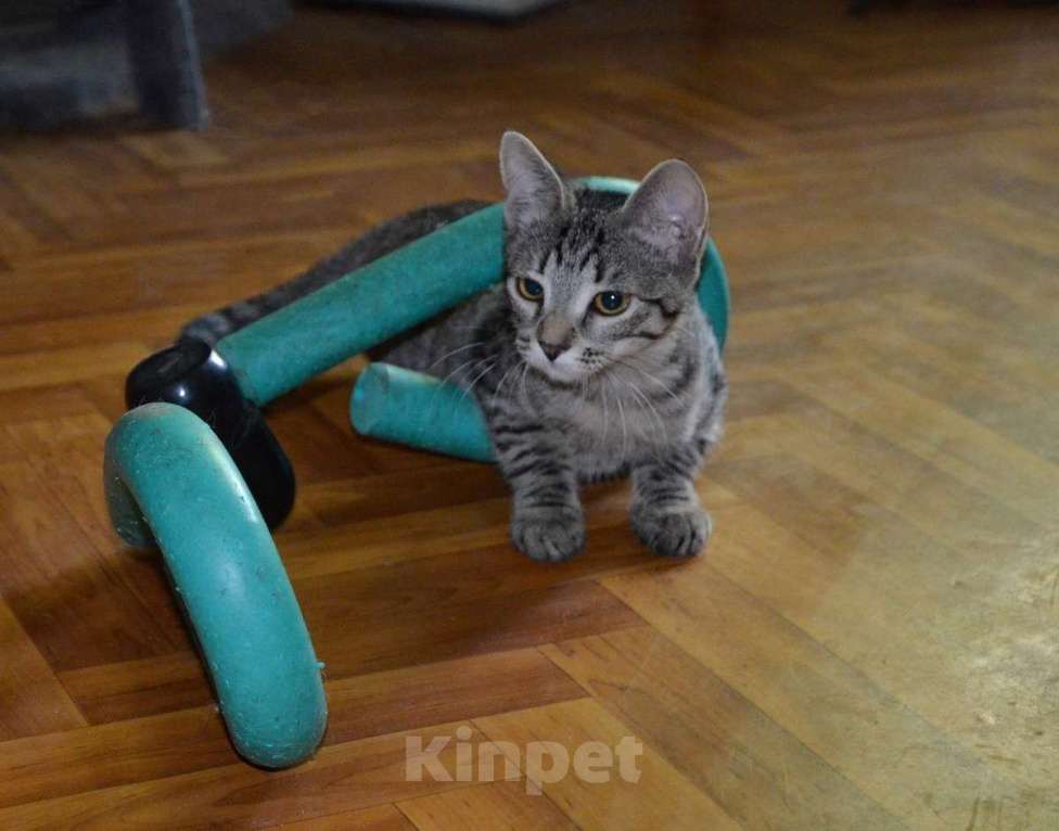 Кошки в Москве: Полосатый котенок Мия в добрые руки Девочка, 1 руб. - фото 5