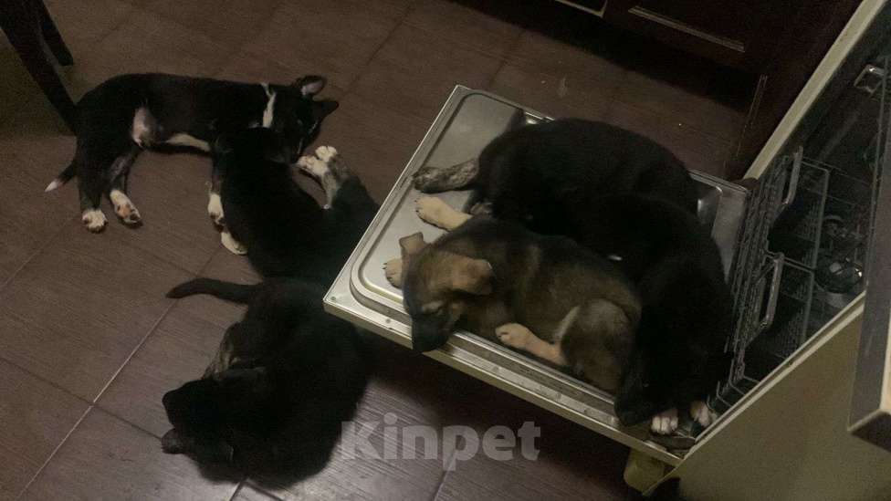 Собаки в Москве: метисы щенки Мальчик, Бесплатно - фото 2