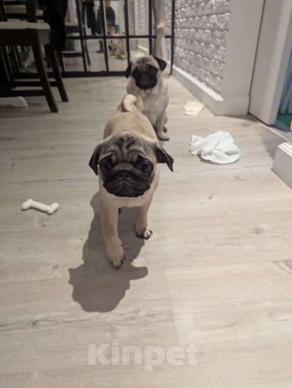 Собаки в Москве: Щенок мопса - мальчик Мальчик, Бесплатно - фото 5