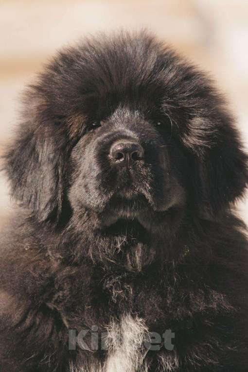 Собаки в других городах Тверской области: Щенки тибетского мастифа Девочка, Бесплатно - фото 9