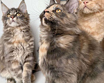 Кошки в Санкт-Петербурге: Продаем Котят породы Мейн-Кун Девочка, 20 000 руб. - фото 7