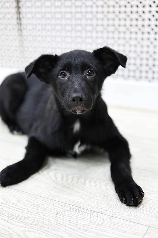 Собаки в Москве: Щенки бесплатно в Москве Девочка, Бесплатно - фото 7