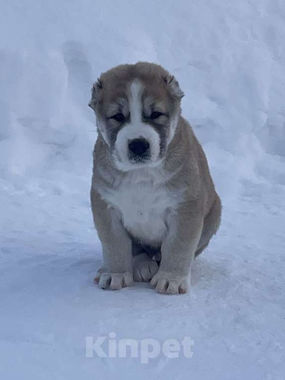 Собаки в других городах Московской области: среднеазиатская овчарка, щенок, алабай Мальчик, 80 000 руб. - фото 1