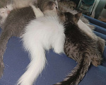Кошки в Батайске: Чика Девочка, Бесплатно - фото 2