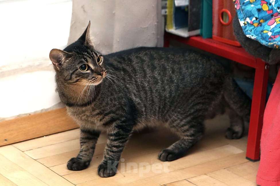 Кошки в Санкт-Петербурге: Зайка Девочка, 500 руб. - фото 2