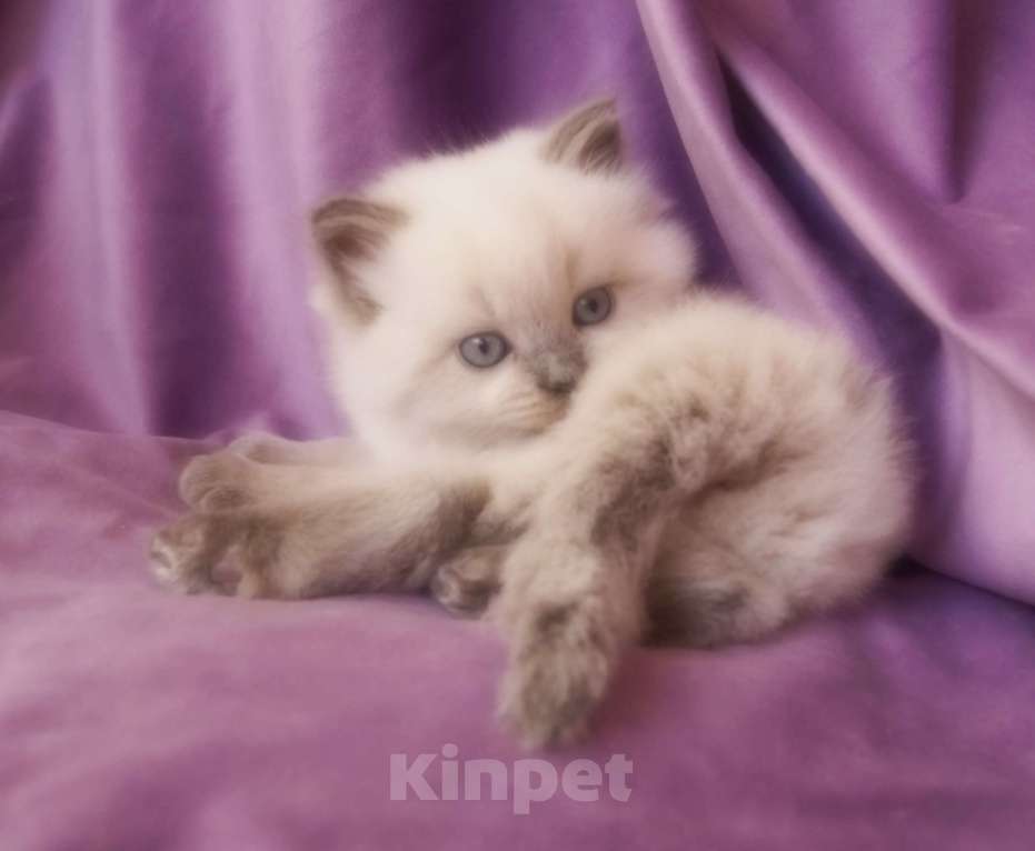 Кошки в Краснодаре: Невская маскарадная котенок очень пушистый Мальчик, 27 000 руб. - фото 2