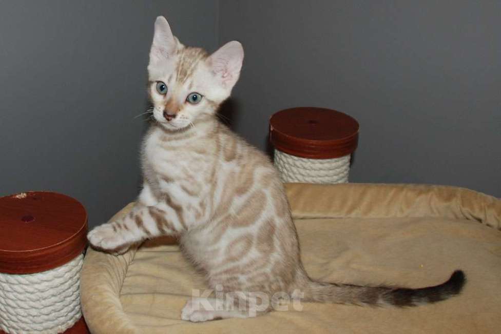 Кошки в Москве: Бенгальский котик. Мальчик, 65 000 руб. - фото 3