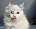 Кошки в Химках: Котёнок Регдолл Питомник Thalorix Мальчик, 100 000 руб. - фото 1