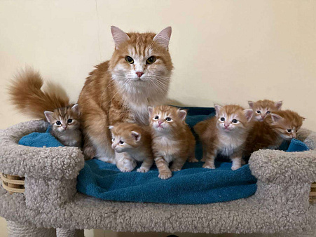 Сибирские котята