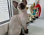 Кошки в Воронеже: Девон Рекс коёнок Девочка, Бесплатно - фото 4