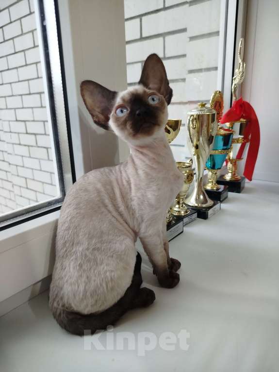 Кошки в Воронеже: Девон Рекс коёнок Девочка, Бесплатно - фото 4