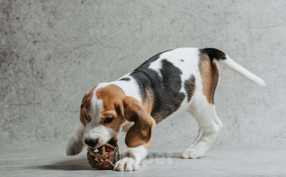 Собаки в Санкт-Петербурге: Высокопородные щенки Бигля  Девочка, 60 000 руб. - фото 5