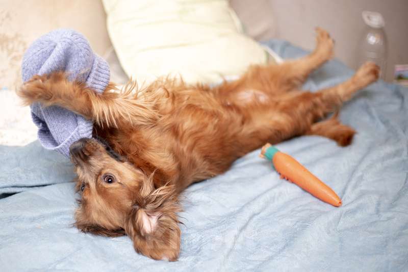 Собаки в Москве: Молодая спаниелька Лиля в дар Девочка, 1 руб. - фото 4