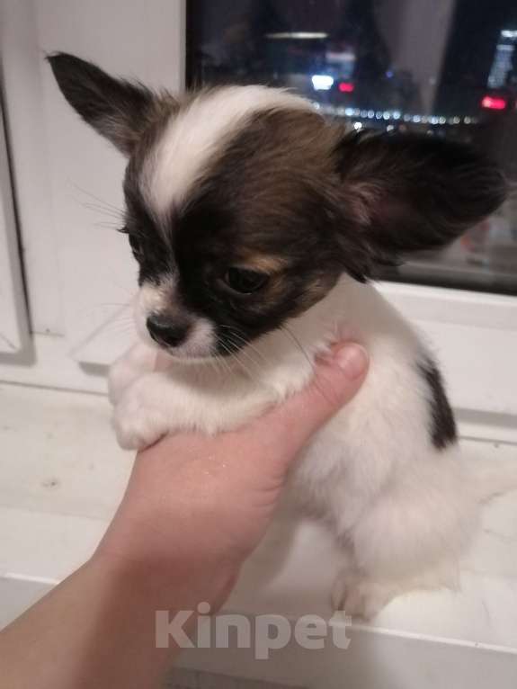 Собаки в Москве: Мальчик, белый с соболем.  Мальчик, 20 руб. - фото 3