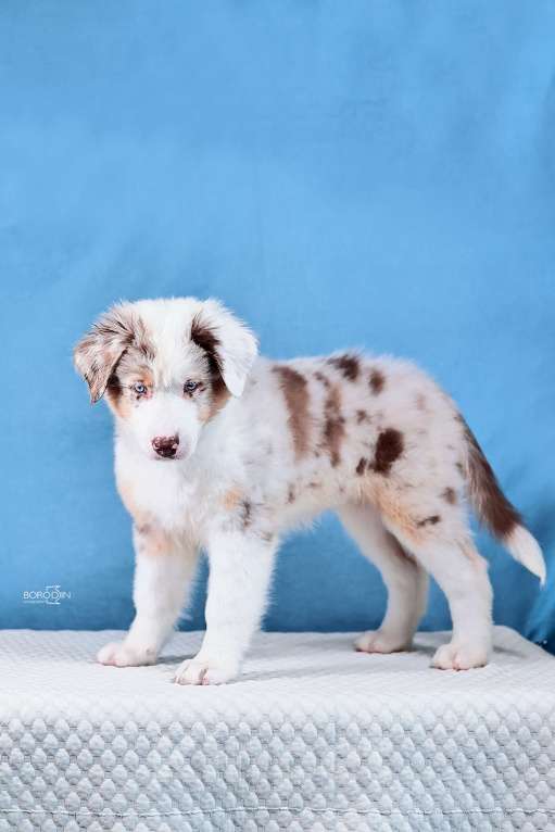 Собаки в других городах Новосибирской области: Щенки австралийской овчарки Девочка, Бесплатно - фото 2