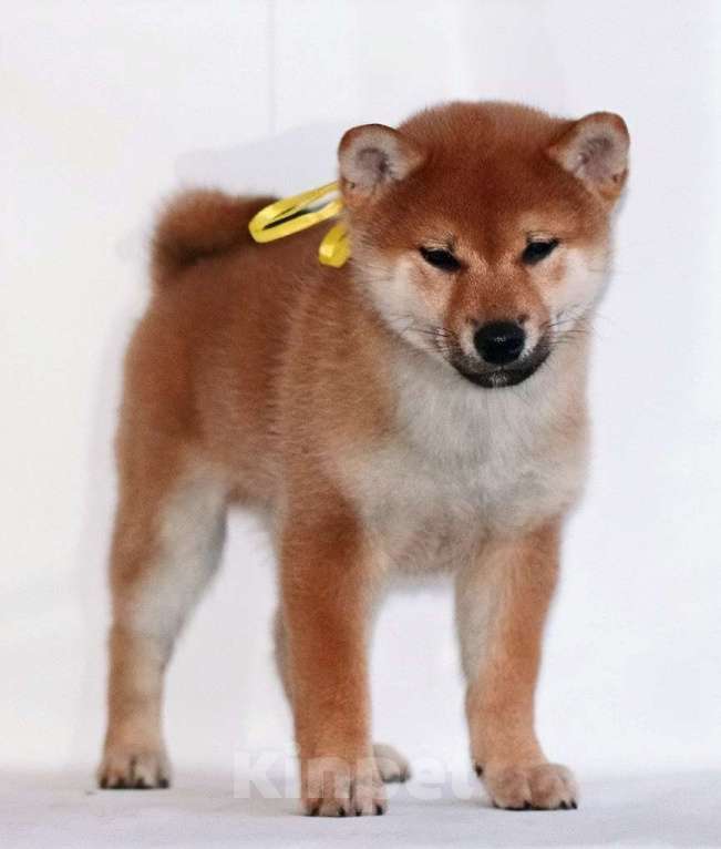 Собаки в других городах Тверской области: Дзай Мальчик, 60 000 руб. - фото 1