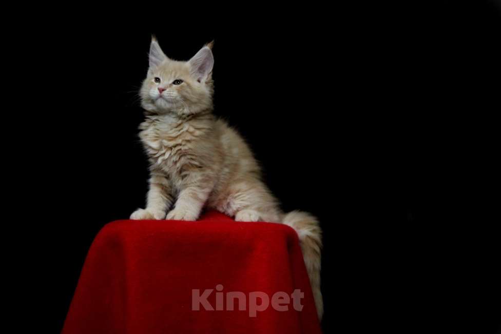Кошки в Иваново: Котёнок мейн кун ( кремовый мрамор е 22 ).  Мальчик, 45 000 руб. - фото 6