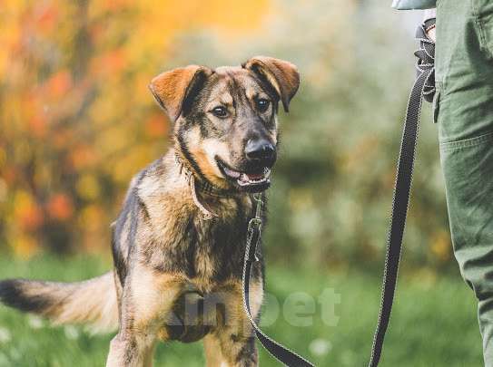 Собаки в Подольске: Собачка Малинка ищет дом и любящих хозяев. Девочка, Бесплатно - фото 1