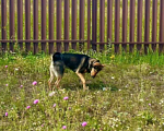Собаки в Челябинске: Помогите пожалуйста найти собаку  Девочка, 50 руб. - фото 4