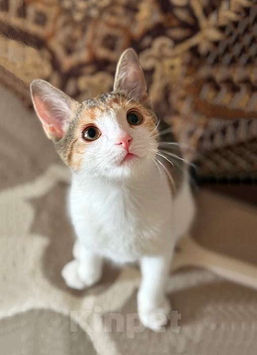 Кошки в Санкт-Петербурге: Кошечка Зося, трехцветное счастье ищет дом Девочка, 10 руб. - фото 3