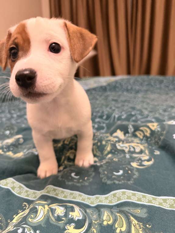 Собаки в Подольске: Остались 2 прекрасные Розочки 🌹🌹 Девочка, 20 000 руб. - фото 6