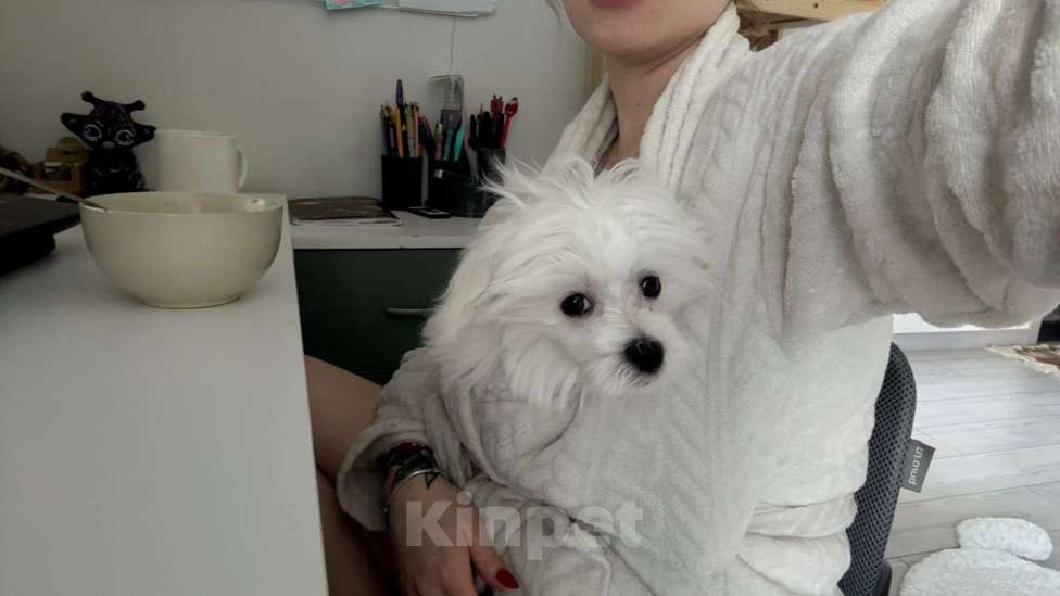 Собаки в Набережных Челнах: Продаю щенков мальтезе Девочка, 40 000 руб. - фото 5