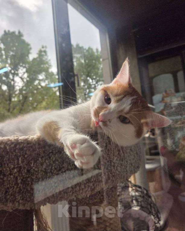 Кошки в Москве: Рыжая Лионелла в добрые руки Девочка, Бесплатно - фото 6