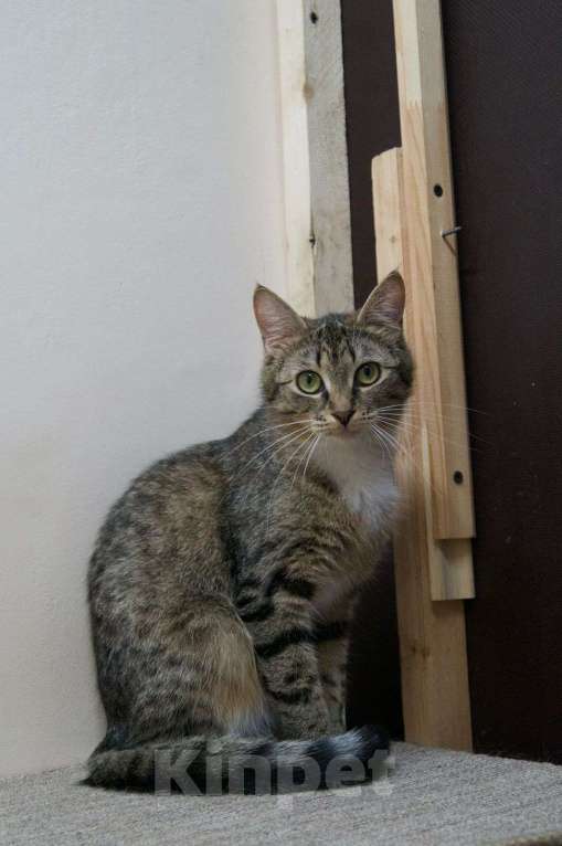 Кошки в Балашихе: Марселя в поиске дома Девочка, 100 руб. - фото 5