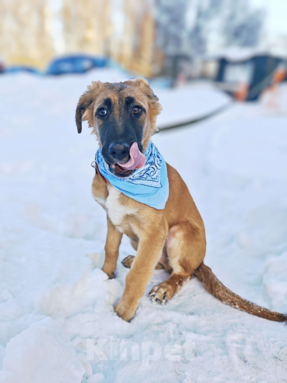 Собаки в Москве: Щенок ищет дом Мальчик, Бесплатно - фото 2