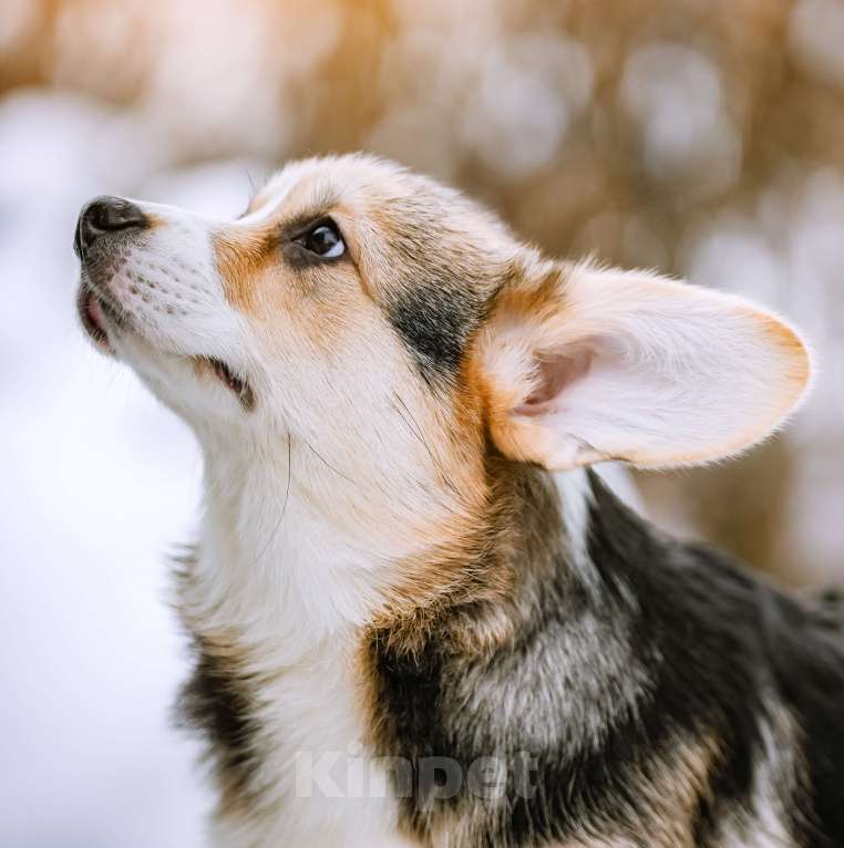 Собаки в Новосибирске: Вельш Корги Пемброк Джек Воробей Мальчик, 65 000 руб. - фото 2