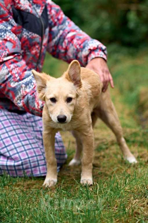 Собаки в Ногинске: Малышка Персея в поисках семьи Девочка, Бесплатно - фото 4