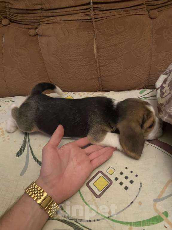 Собаки в Ростове-на-Дону: Девочка бигль  Девочка, 20 000 руб. - фото 5