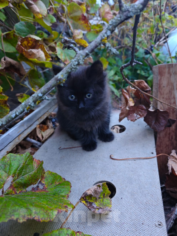 Кошки в Москве: Котёнок в добрые руки Девочка, Бесплатно - фото 7