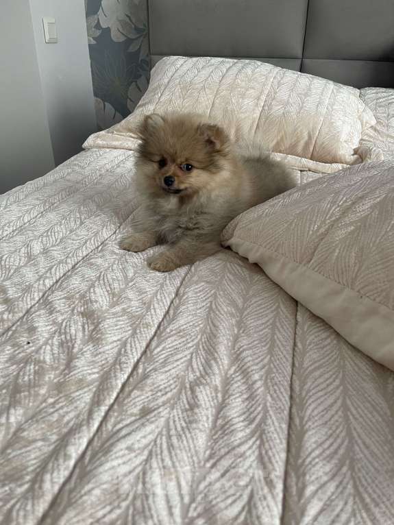 Собаки в Балашихе: Немецкий шпиц  Девочка, 25 000 руб. - фото 2