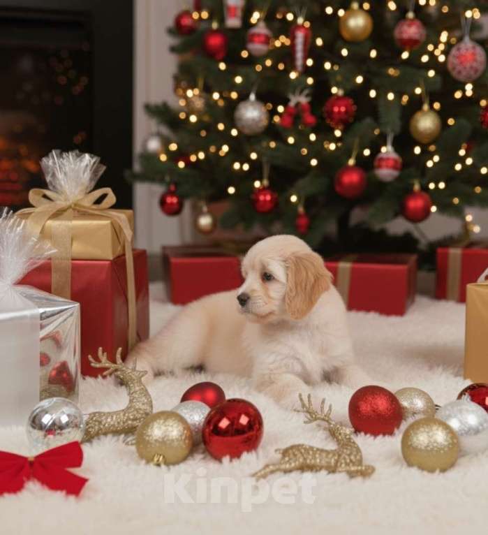 Собаки в Москве: Элитный кавапу мини, мальчик | кремовый окрас | выразительные тёмные глаза Мальчик, 90 000 руб. - фото 2