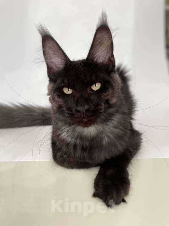 Кошки в Чайковском: Мальчик Мейн кун.  MCO окрас- ns черный дым Мальчик, 45 000 руб. - фото 4