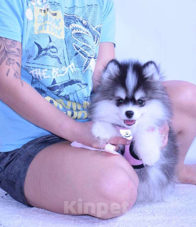 Собаки в Краснодаре: Самый маленький Помски Мальчик, 500 000 руб. - фото 1