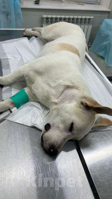 Собаки в Москве: Метис Лабродора и Джек Рассела Мальчик, Бесплатно - фото 6