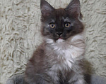 Кошки в Тюмени: Котята Мейн-кунята😍 Мальчик, 9 999 руб. - фото 3