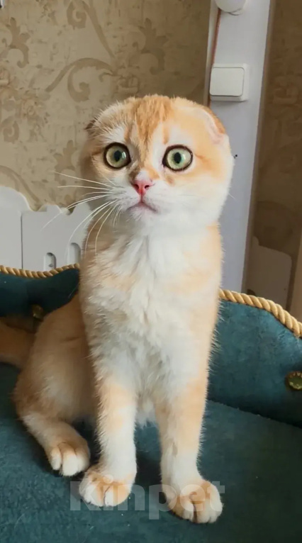 Кошки в Москве: Джинни Девочка, 60 000 руб. - фото 2