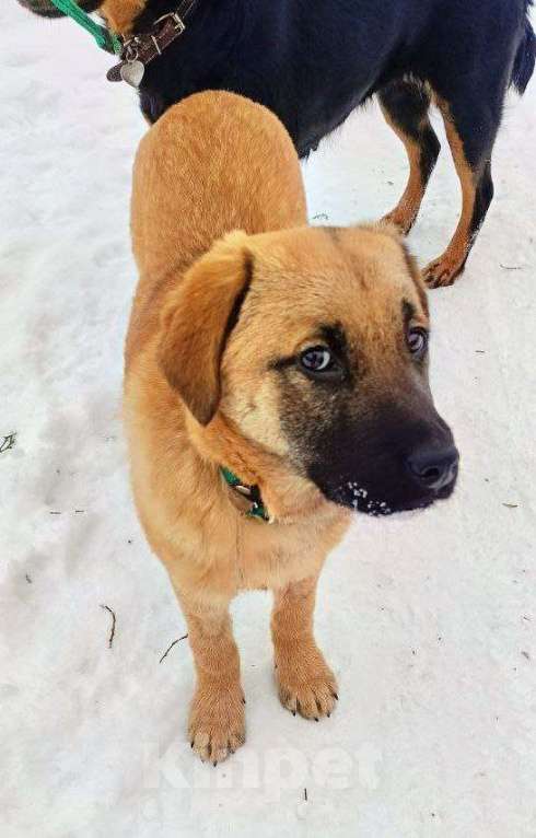 Кошки в Москве: лопоухое чудо ждет вас в приюте щенок в дар Девочка, Бесплатно - фото 2