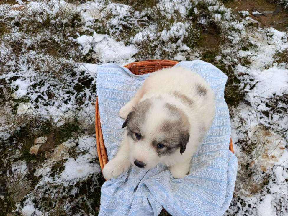Собаки в Малоярославце: щенки пиренейской горной собаки_мальчик 2 Мальчик, 40 000 руб. - фото 5
