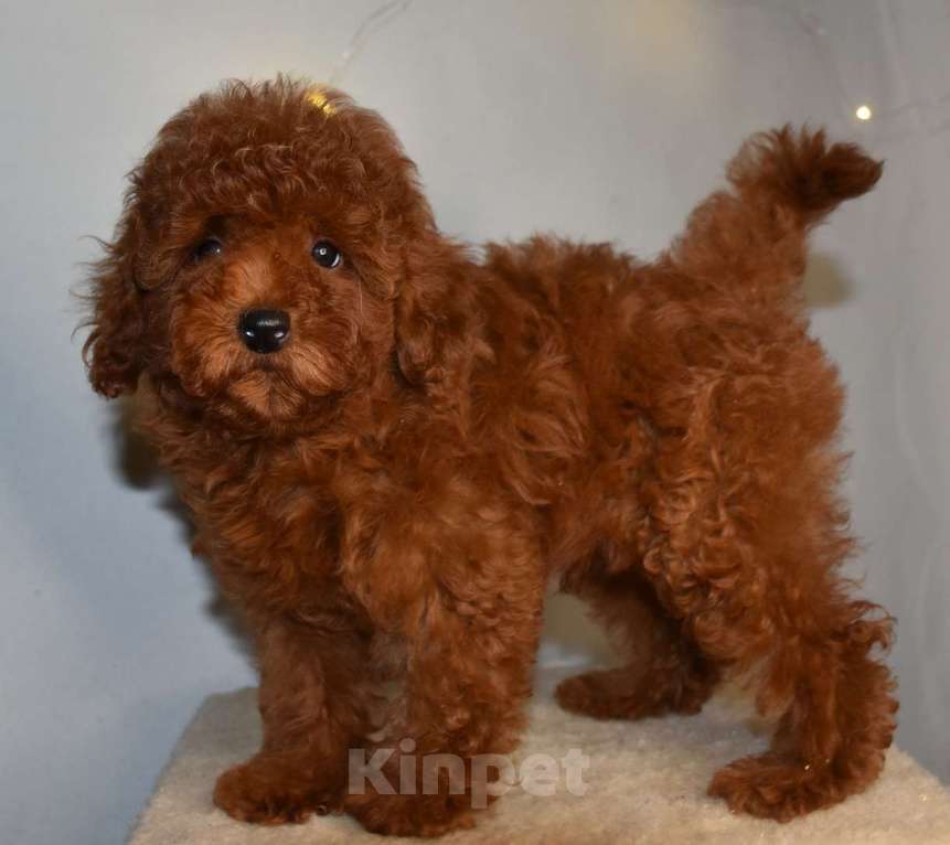 Собаки в Москве: Той-пудель , денвочка, Валькирия, РКФ, Рэд браун Девочка, 150 000 руб. - фото 9