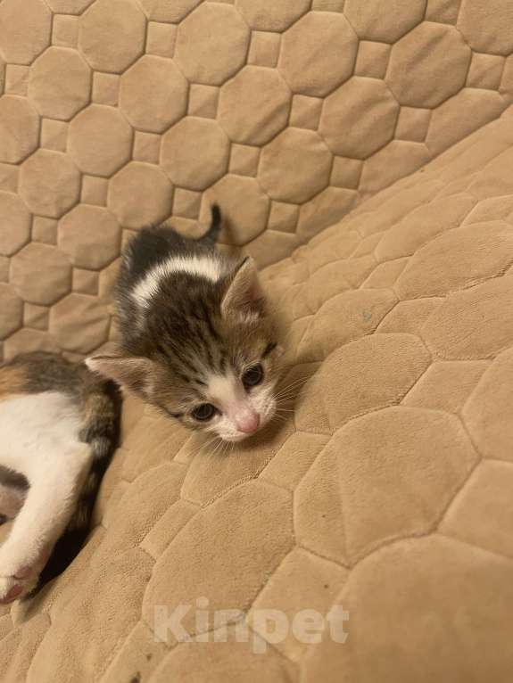 Кошки в Голицыно: Бело-серая девочка Девочка, Бесплатно - фото 3