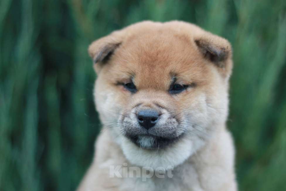 Собаки в Сергиеве Посаде: Сиба Ину девочка Девочка, 60 000 руб. - фото 1