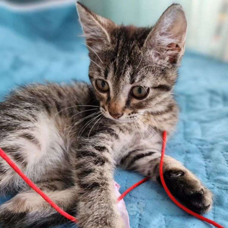 Кошки в Москве: Двухмесячная малютка Лакки Девочка, Бесплатно - фото 4